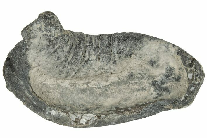 Fossil Whale Ear Bone - Miocene #177776